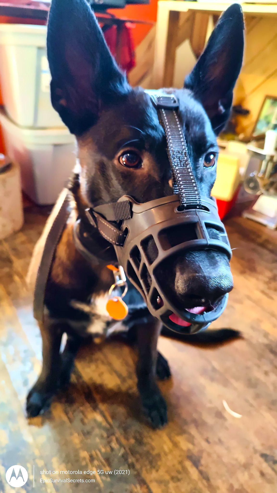 dog muzzle training
